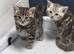 2 boys left British /birman kittens