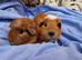 Female Guinea pigs ip3