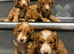 F1 apricot and fox red mini cockapoos 30 dna health tested clear