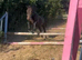 3 year old 13.2hh gelding summer project
