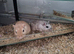 Gerbils