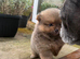 Miniature teddy bear Pomeranian puppies