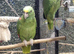 Beautiful condition talking and singing yellow naped honduras amazon breeding pair 2019 and 2020
