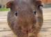 Beautiful Baby guinea pigs for sale