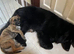*Proven* Black German Shepherd Dog Male at Stud