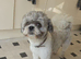 Very friendly dog