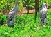 Indian Runner Ducks Pairs Trio's & Females