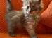 6 Healthy Little Maine Coons
