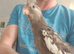 Cockatiel chicks hand tame