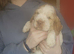 Kc show cocker spaniel