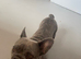 Male French bulldog