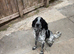 Cocker spaniel