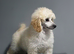 Show quality KC REGISTERED TOY POODLES