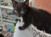 9week old kittens