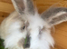 Lionhead/giant lop