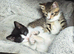 3 lovely girls kittens
