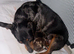 Miniature Dachshund