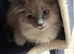 Ragdolls