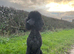 Stunning F1 Labradoodle Litter from Health Tested Parents.