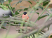 Spare Cock Native Bullfinch