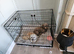 Large crate for sale