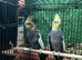 Bonded Pair of Handsome Adult Male Cockatiels for Sale