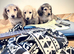 English cream miniature dachshunds