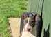 english bull terrier