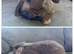 Pure Bred Mini Lops