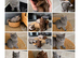 Stunning Pedigree BSH kittens