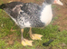 Muscovy ducks for sale