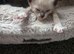 REDUCED READY now Bio cream boy beautiful markings. and 6 girls avaliable now