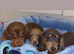 Miniature Dachshund Puppies