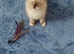 Lovely little girl ragdoll kitten.