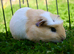 Single male smooth guinea pig