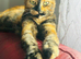 Beautiful Kittens for Sale