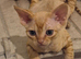 Beautiful Red Devon rex kittens Fife registered