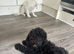 Cockapoo pups