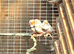 Cute Zebra Finches