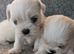 Beautiful malshi puppys