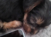 Puppy from sale