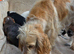 Stunning working cocker pups ready now