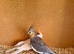 breeding pair of cockatails