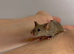Female mice