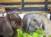 X2 female mini lops 6months old
