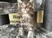 Pure Bred Maine Coon Kittens
