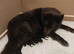KC Reg, long coated GSD puppies, Leicestershire