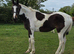 16hh mare