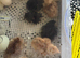 New baby Unsexed cross breed chicks £7 each hatched 9th july & 18th in Epping