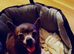 Blue chihuahua girl